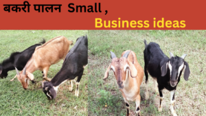 goat business idea
