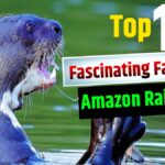 Top 10 Fascinating Facts About the Amazon Rainforest