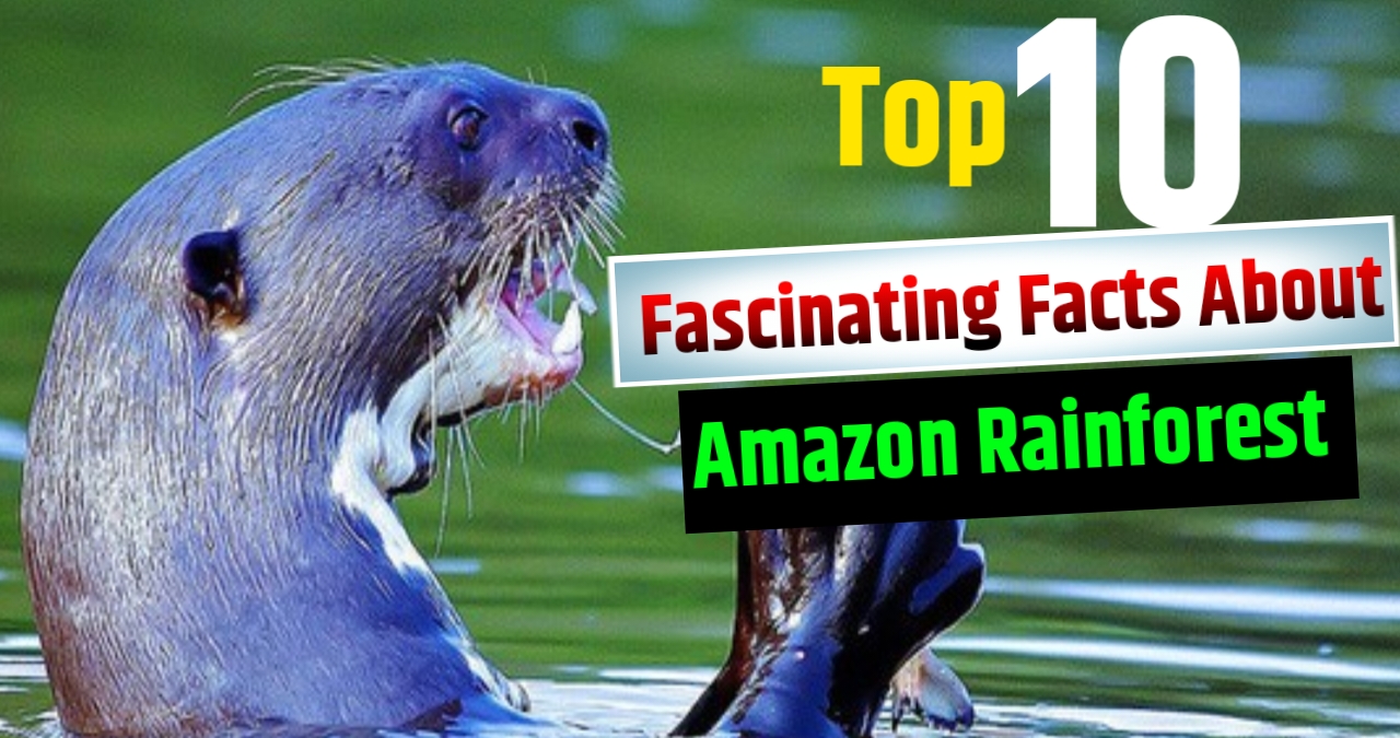 Top 10 Fascinating Facts About the Amazon Rainforest