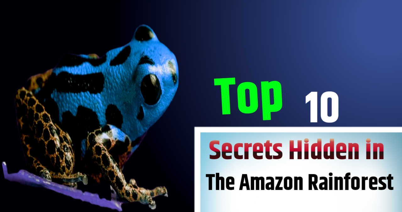 Top 10 Secrets Hidden in the Amazon Rainforest