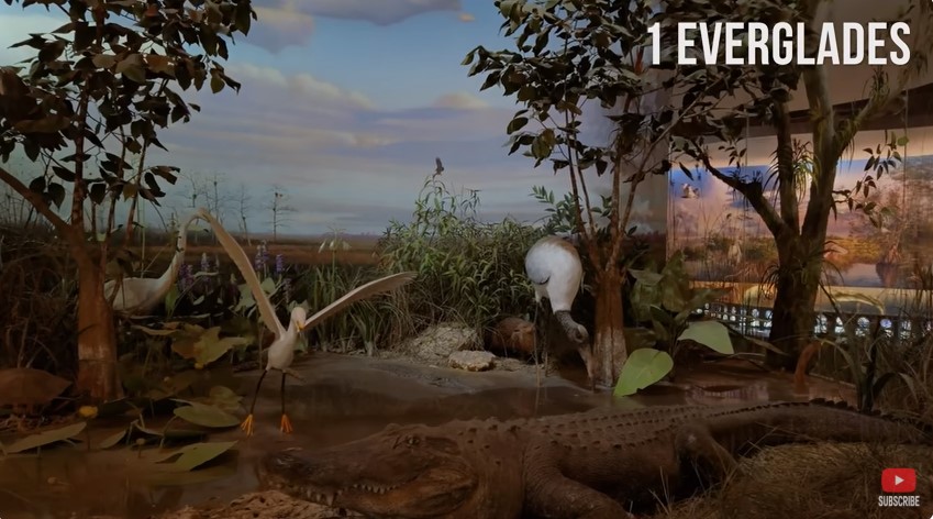 1.Everglades national parkd​