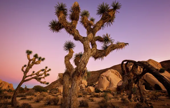 9.Joshua tree National park California​