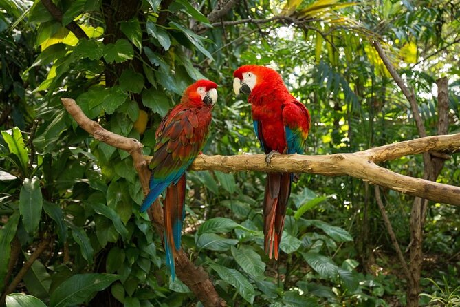 Book Your Jungle Island Adventure Today