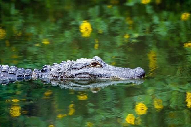 Everglades Adventures – Book Tours & Passes Now